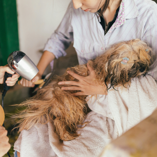 Pets Care