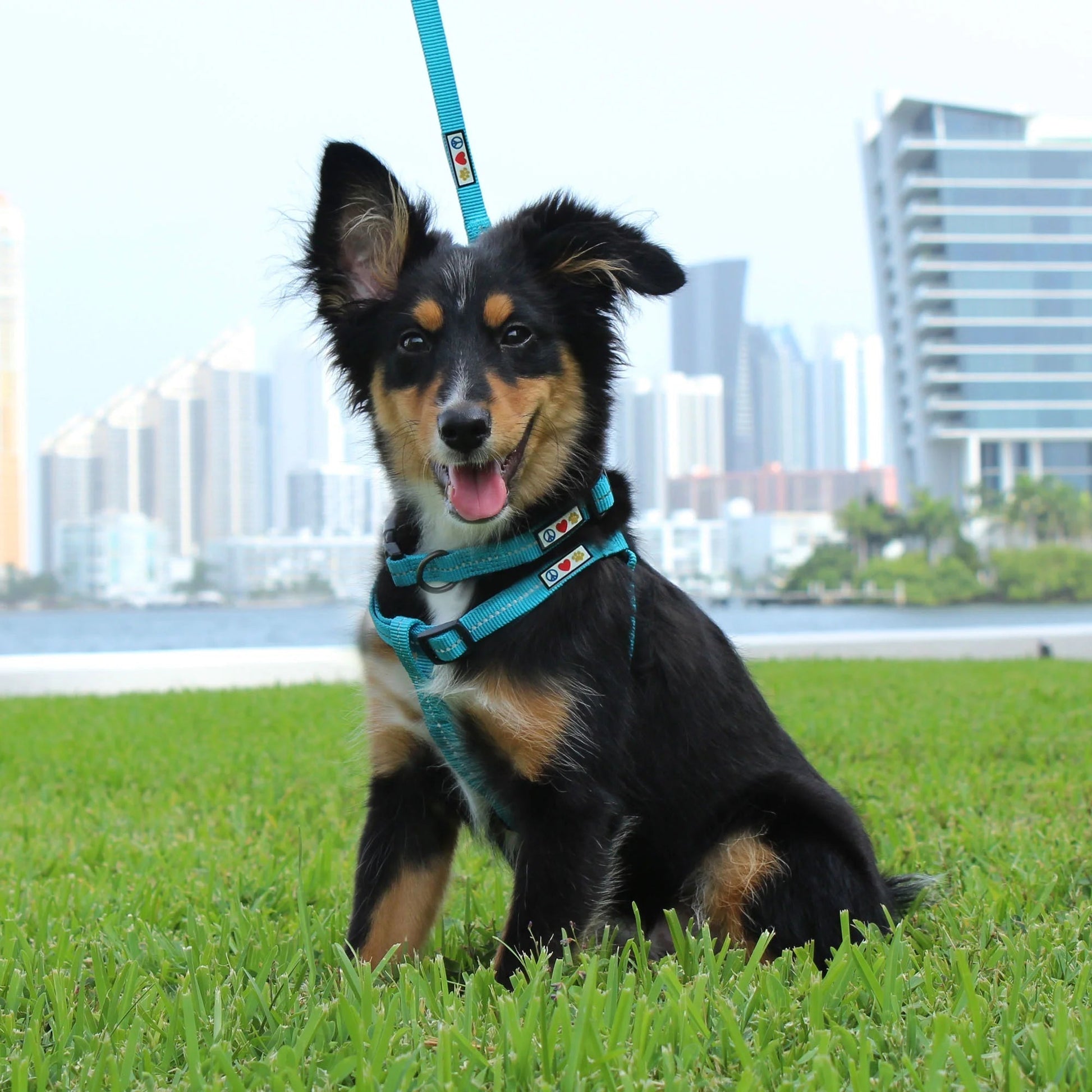 EcoPaws Reflective Dog Collar – Small Coral Recycled Material for Safety & Comfort