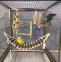 ParrotPal 8-Piece Extra Large Wooden Bird Toys Set – Swing & Chewing Toys for Parakeets & Parrots