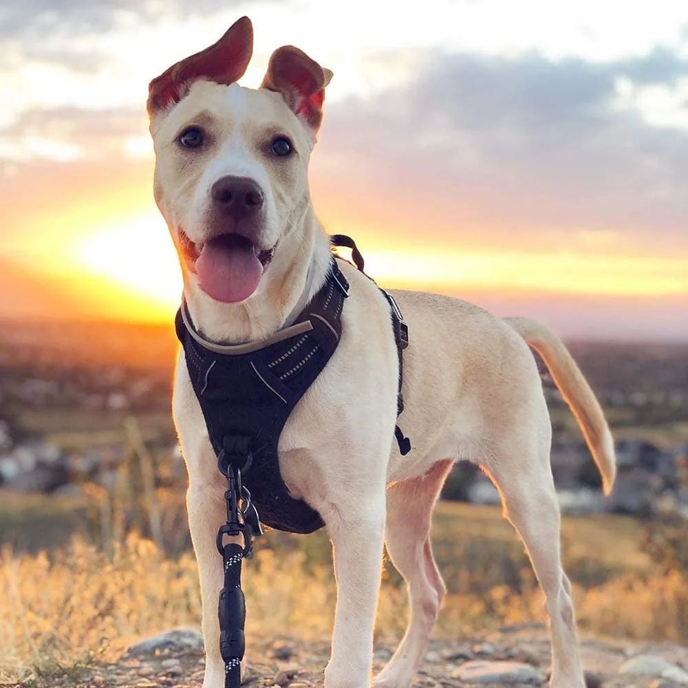 ControlMax Dog Harness - Adjustable No-Pull Soft Padded Vest with 2 Leash Clips & Reflective Oxford Fabric for Large Dogs