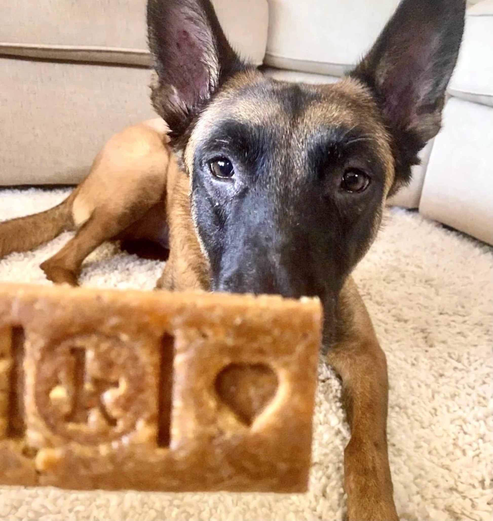 CalmBites Soft-Bake Dog Treats - Peanut Butter & Bacon Bars, 2-Pack