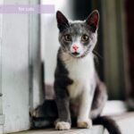 Synacore Digestive Support Cats 30 Stick Packs 1.5g Probiotics Enzymes Vitamins - Image 8