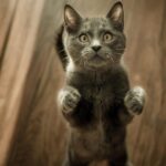 Synacore Digestive Support Cats 30 Stick Packs 1.5g Probiotics Enzymes Vitamins - Image 5