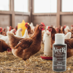 VetRx Poultry 2 oz. for the Relief and Prevention Poultry Health - Image 4